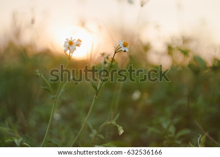 Flowers on sunset ,Cosmos sulphureus Cav brightly colorful flowers -vintage style picture and vintage color