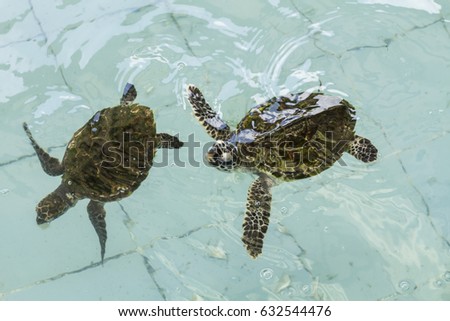 Tortoise in a water bath,Green turtle : Chelonia mydas (Cheloniidae)