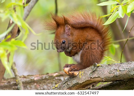 Cute red squirrel (Sciurus vulgaris) perched on tree branch