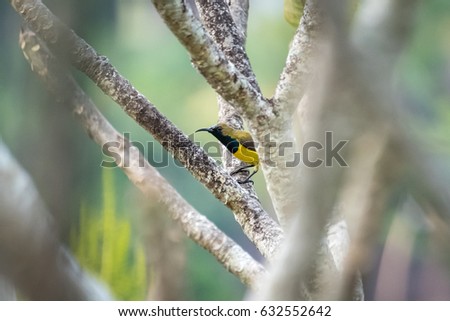 Yellow hummingbird on the tree branch, wildlife bird nature background photo 