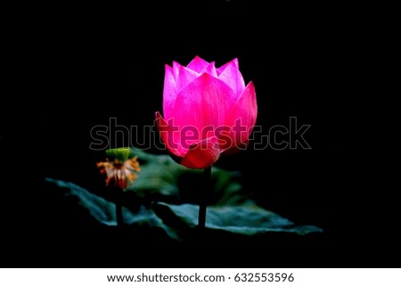 pink lotus flower in the black background 