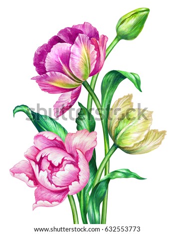 watercolor illustration, botanical art, colorful summer tulips, floral background, beautiful bouquet of wild flowers, festive greeting card, Easter, Mother's day, clip art isolated on white