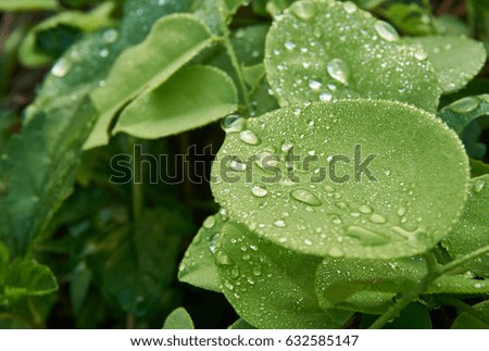 Close up picture of dew droplet on green leaves.