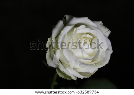 Macro view of a white rose meant for love and peace