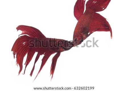 Red-Blue Siamese fighting fish, betta fish isolated on white background 