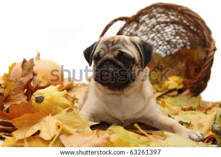 Pug Dog on a background of autumn leaves and baskets