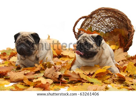 Two pugs against the basket and autumn leaves