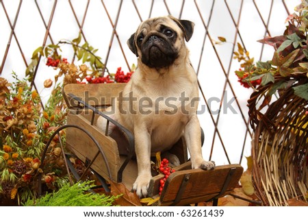 Pug puppy on a trolley
