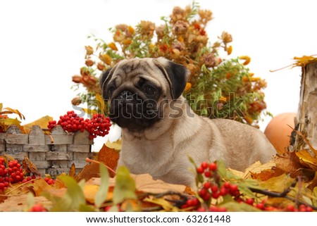 Autumn pug