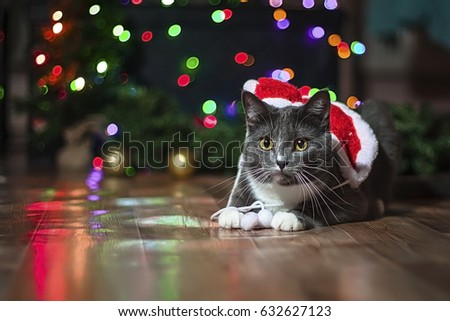 gray cat dressed as Santa Claus. Christmas cat