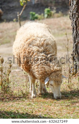 Sheep eating grass at a farm.Sheep grazing in grass
