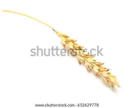 wheat ear isolated on white background