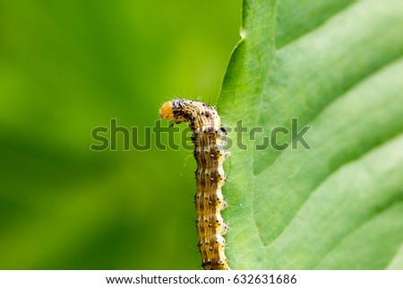 Cotton bollworm on the leaves Royalty-Free Stock Photo #632631686