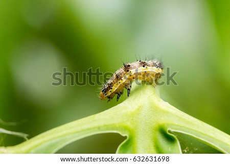 Cotton bollworm on the leaves Royalty-Free Stock Photo #632631698