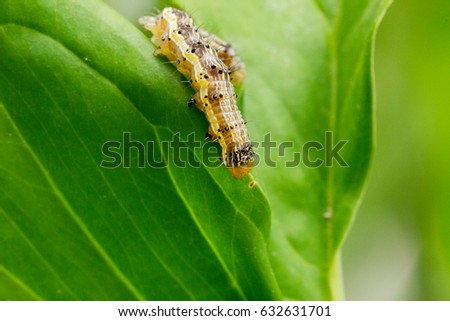 Cotton bollworm on the leaves Royalty-Free Stock Photo #632631701