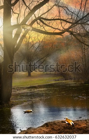 spring european landscape in park with duck, pond, tree and bushes