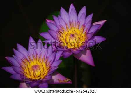 Bright lotus flower