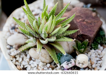 succulent cactuses in the clay pot decorated with clay doll