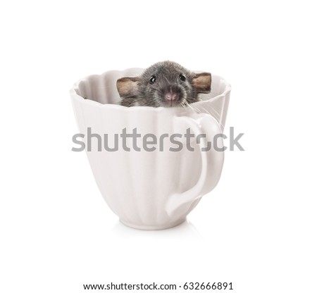 Cute funny rat in cup on white background