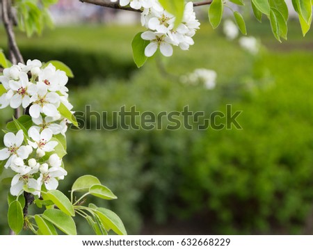 frame made of blooming cherry at park with copy space