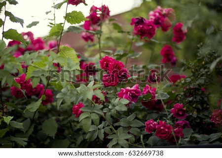 
Beautiful red-pink roses in the garden under the window