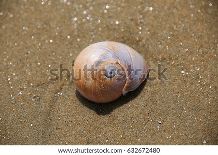 Shell of sand