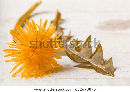 Dandelion ( Taraxacum )