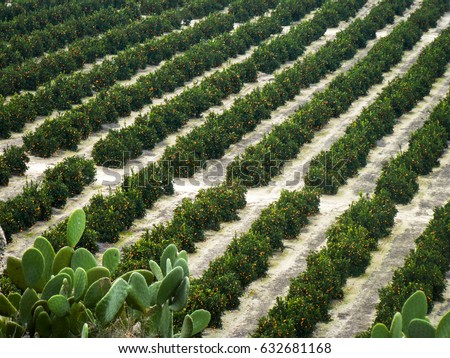 Beautiful orange farm in Valencia, Spain 
Lines of orange trees and a cactus  Royalty-Free Stock Photo #632681168