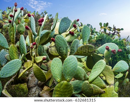 Cactus field in Mexico City. Large Mexican Wheel cactus (Opuntia robusta) with red giant tasty fruits. Royalty-Free Stock Photo #632681315