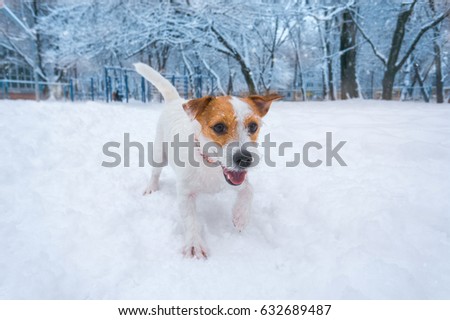 Dog playing on snow outdoors