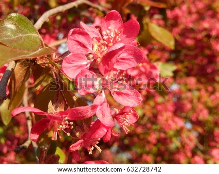 Very beautiful pink spring flowers