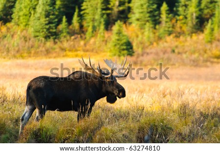 Wild Bull Moose in autumn, Spray Valley Provincial Park in Kananaskis Country Alberta Canada Royalty-Free Stock Photo #63274810
