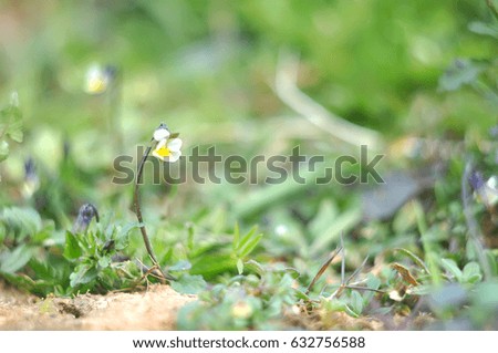 Summer natural background with beauty bokeh, selective focus on  pansies