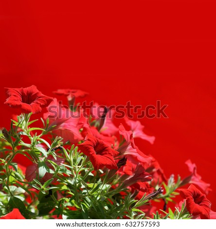Bunch of red small flowers on red background