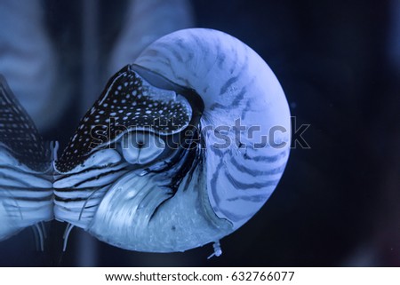 Nautilus shell in water tank