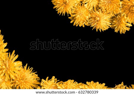 YELLOW  DANDELIONS  ON THE BLACK BACKGROUND