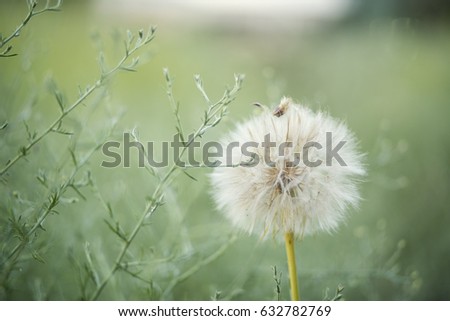 Big white dandelion in the field