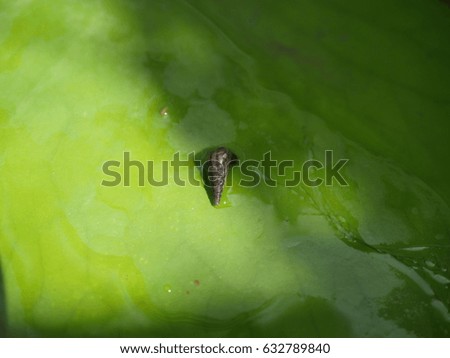 close up of freshwater small trumpet snail on lotus leaf background