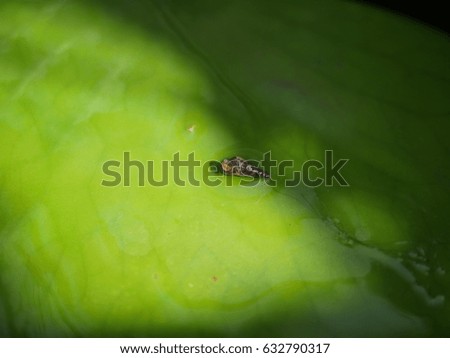 close up of freshwater small trumpet snail on lotus leaf background
