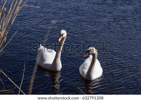 Mute swans at lake.