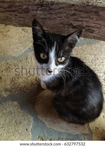 Black and white kitten with green eyes