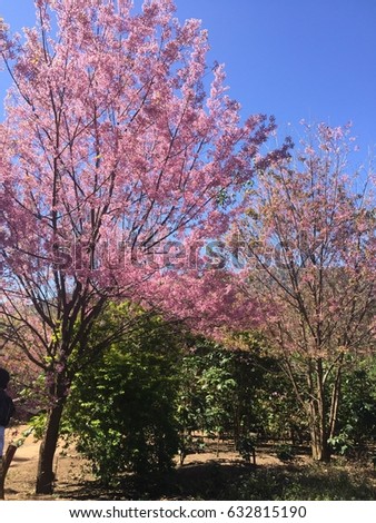 Sakura japan cherry blooming flowers with branch on blue sky background.
