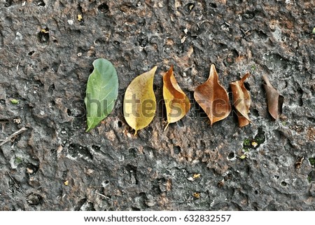 Colorful leaves on the stone floor.