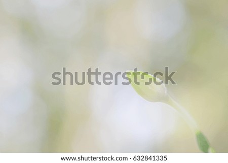 White flower bud in blur