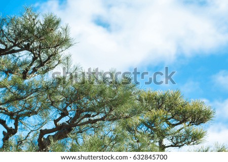 Trees under the blue sky and white clouds.