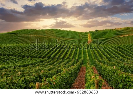 Vineyard in Pfalz, Germany Royalty-Free Stock Photo #632883653