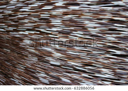 close up on porcupine quill, use for background or texture