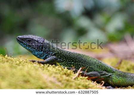 Green european lizard in nature. Green Lizard (Lacerta viridis) in natural habitat 