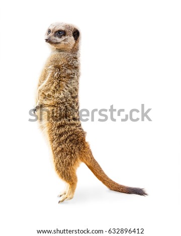 Cute meerkat standing up tall on toes. Isolated on white. 