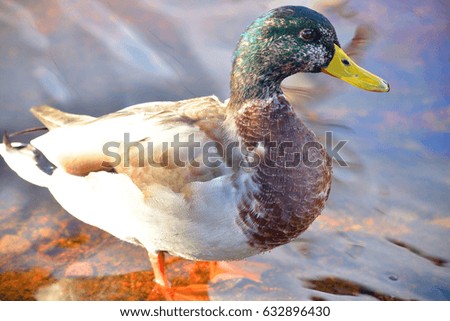 Portrait of male Mallard Duck close up.